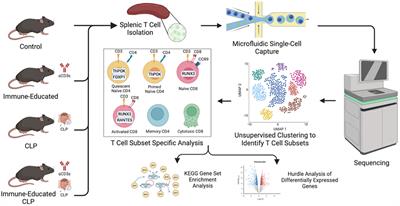 Single-cell RNA sequencing reveals Immune Education promotes T cell survival in mice subjected to the cecal ligation and puncture sepsis model